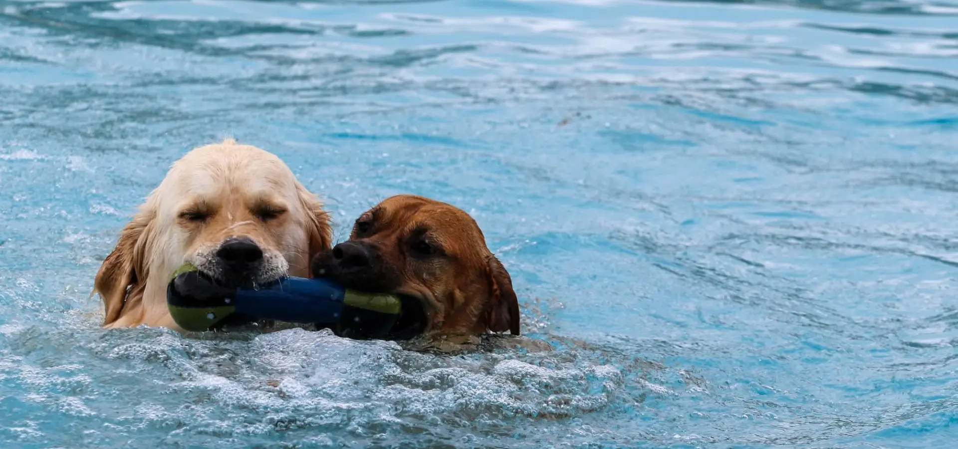 Hondencamping Nederland hondenplons 63