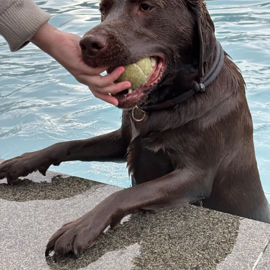 Hondencamping Nederland hondenplons