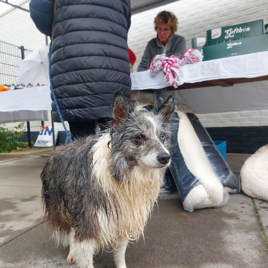 Hondencamping Nederland hondenplons 1