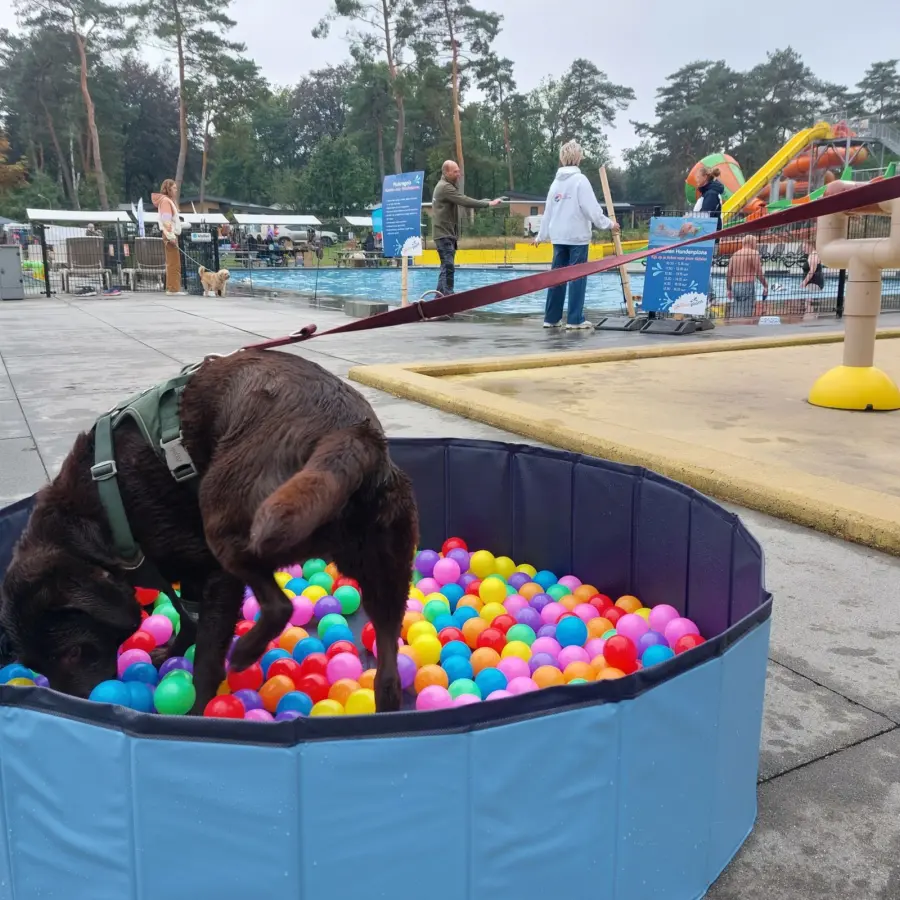 Hondencamping Nederland hondenplons 3