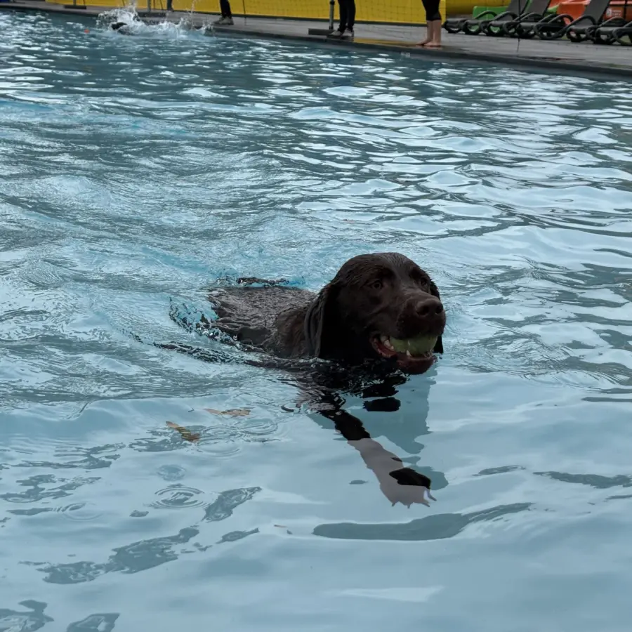 Hondencamping Nederland hondenplons 4