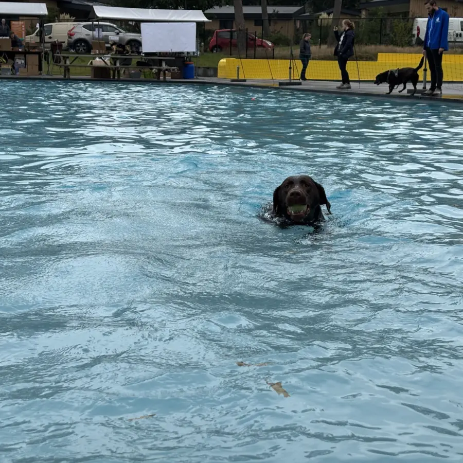 Hondencamping Nederland hondenplons 6