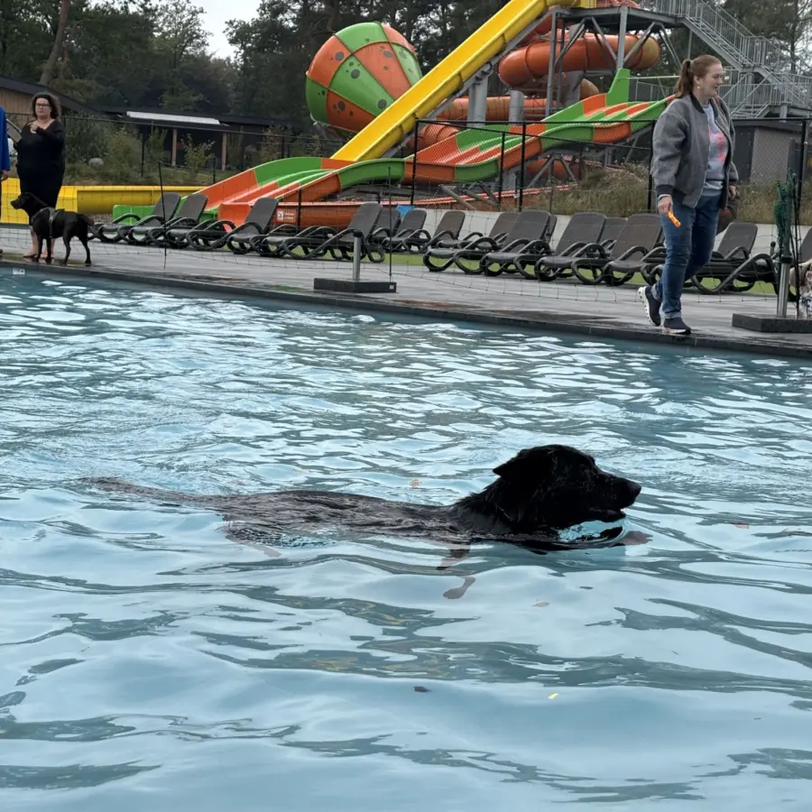 Hondencamping Nederland hondenplons 8