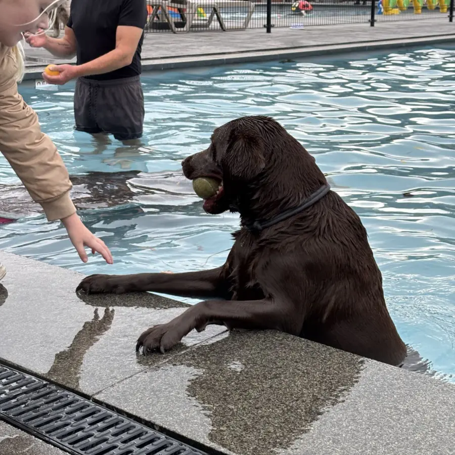 Hondencamping Nederland hondenplons 12