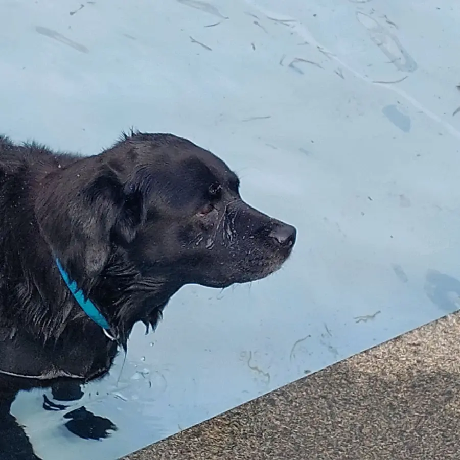 Hondencamping Nederland hondenplons 17