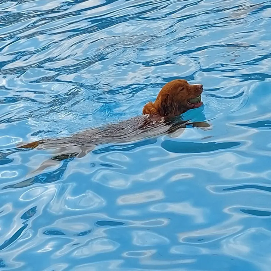 Hondencamping Nederland hondenplons 19