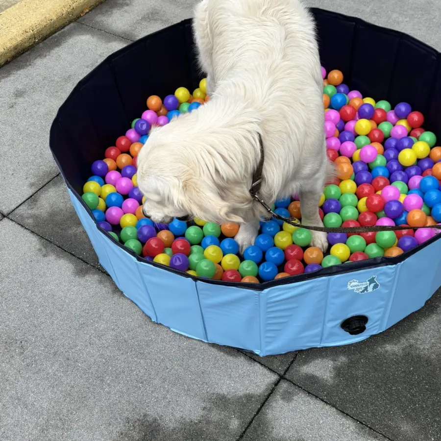 Hondencamping Nederland hondenplons 24