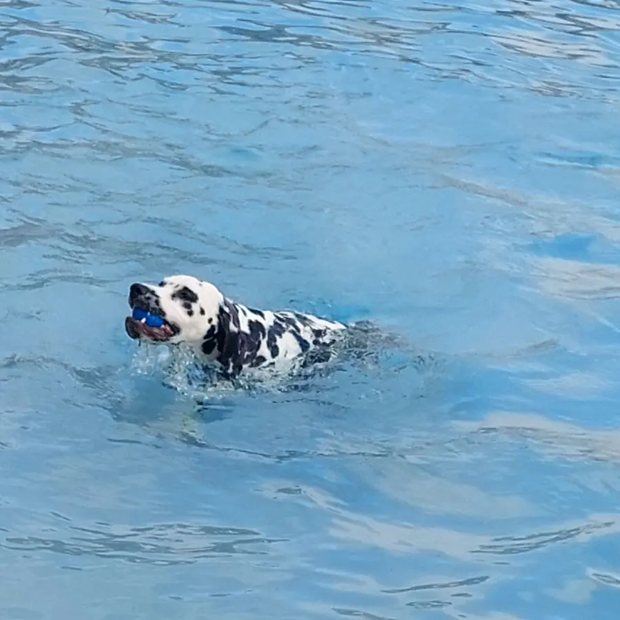 Hondencamping Nederland hondenplons 25