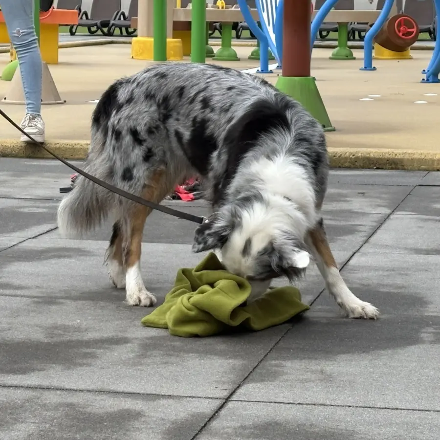 Hondencamping Nederland hondenplons 26