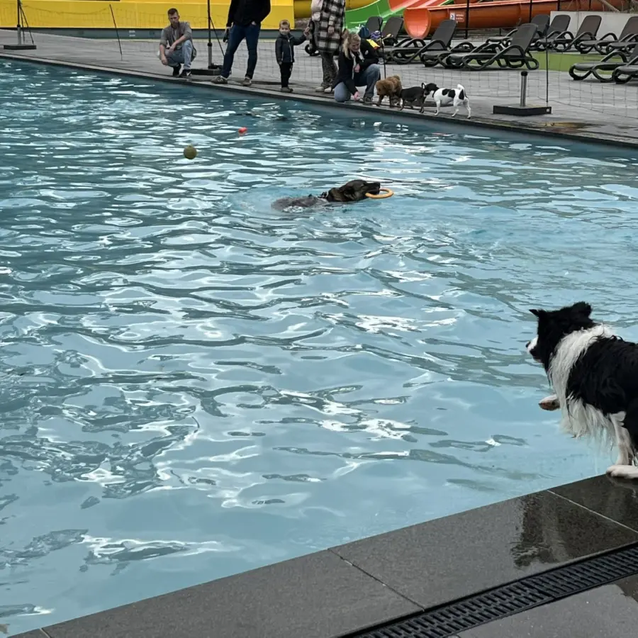 Hondencamping Nederland hondenplons 28