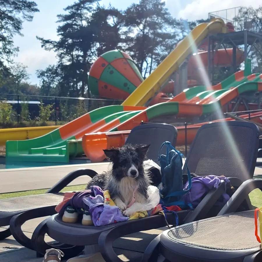 Hondencamping Nederland hondenplons 32