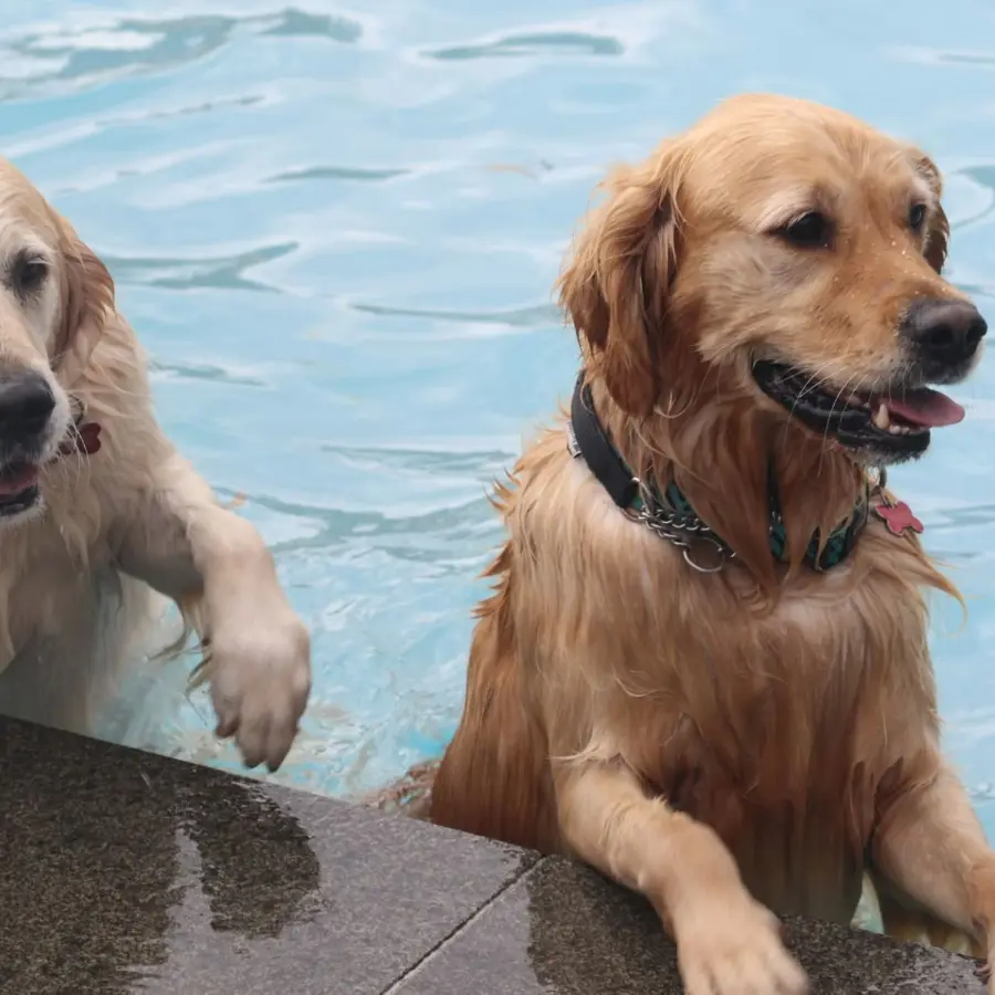 Hondencamping Nederland hondenplons 59