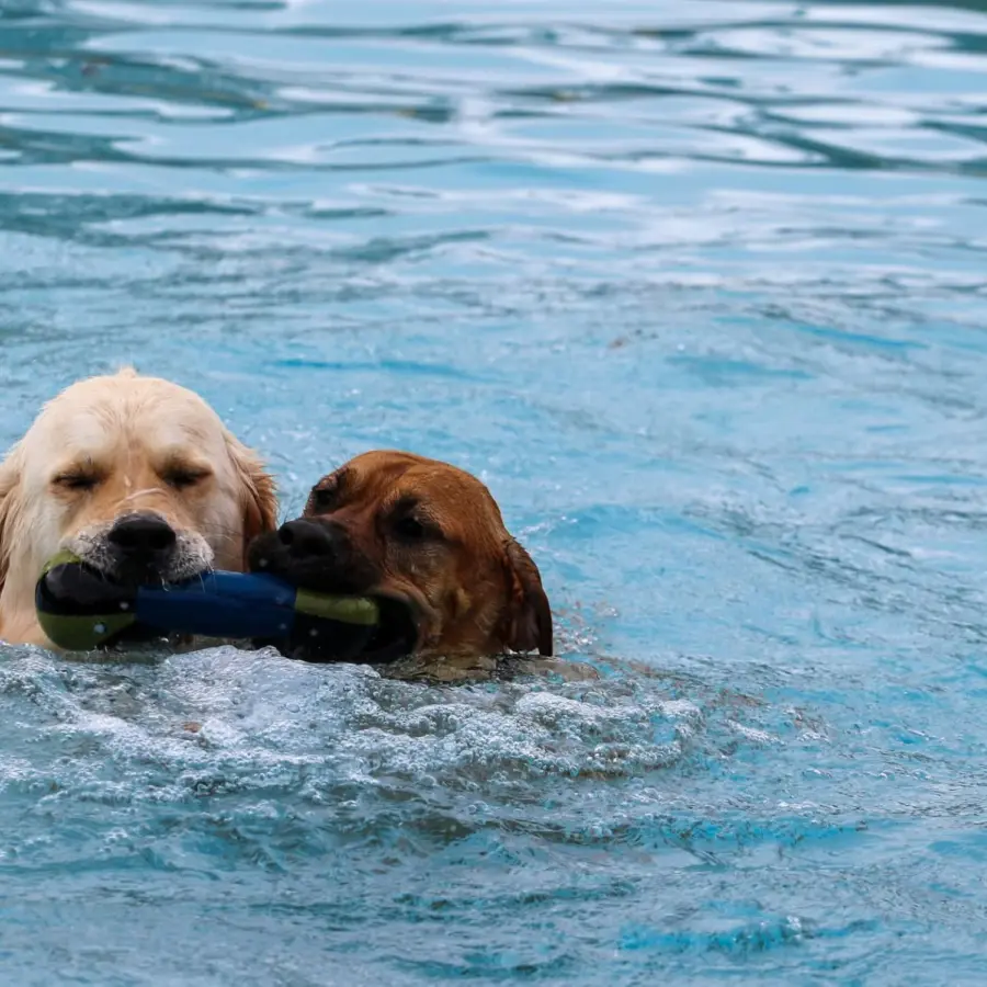 Hondencamping Nederland hondenplons 63