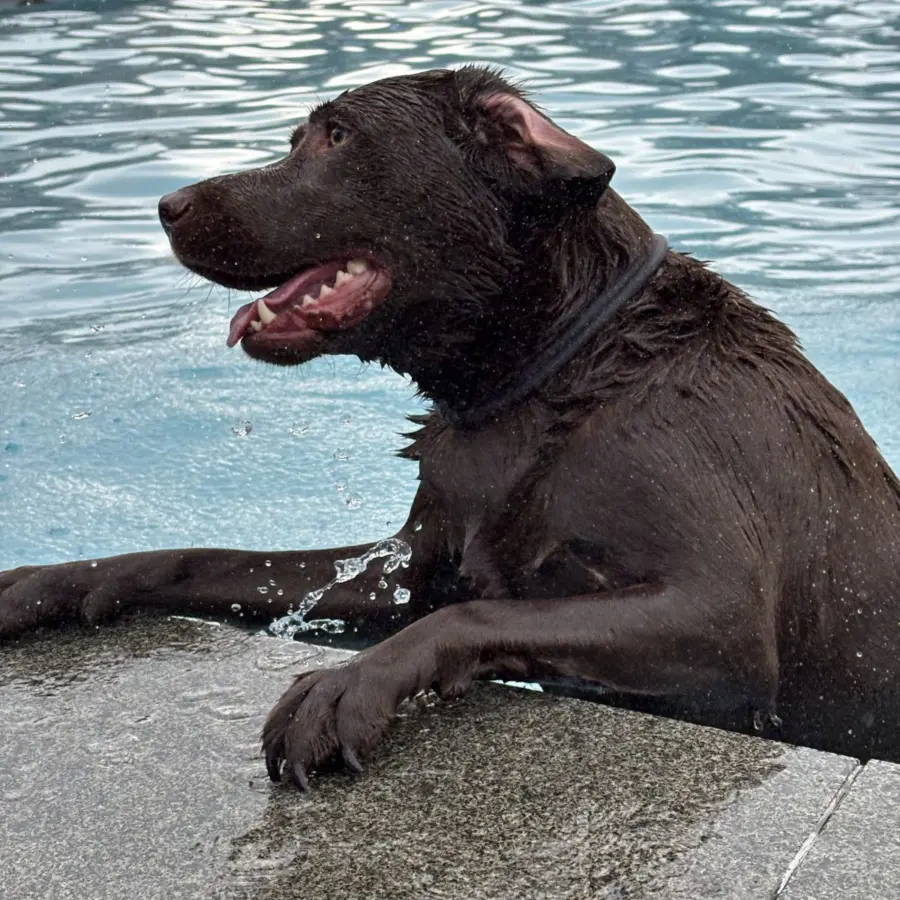 Hondencamping Nederland hondenplons 116