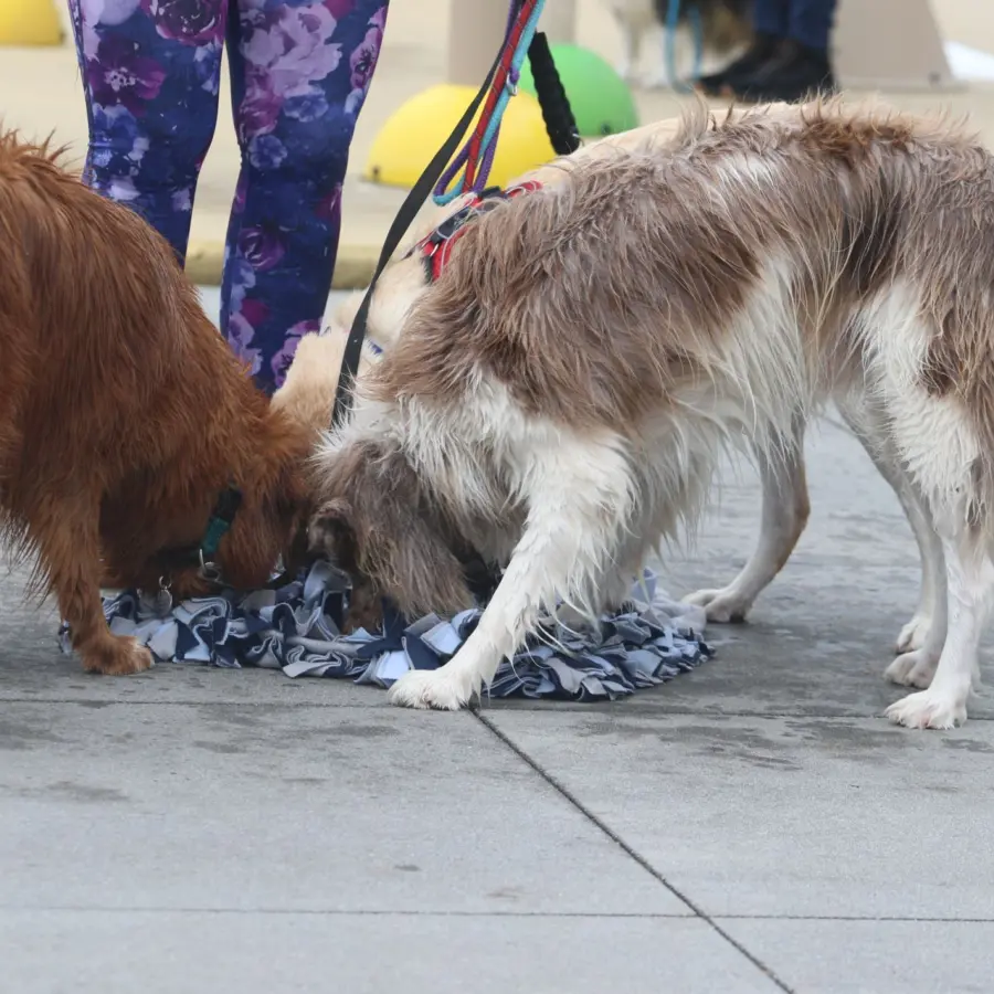 Hondencamping Nederland hondenplons 1