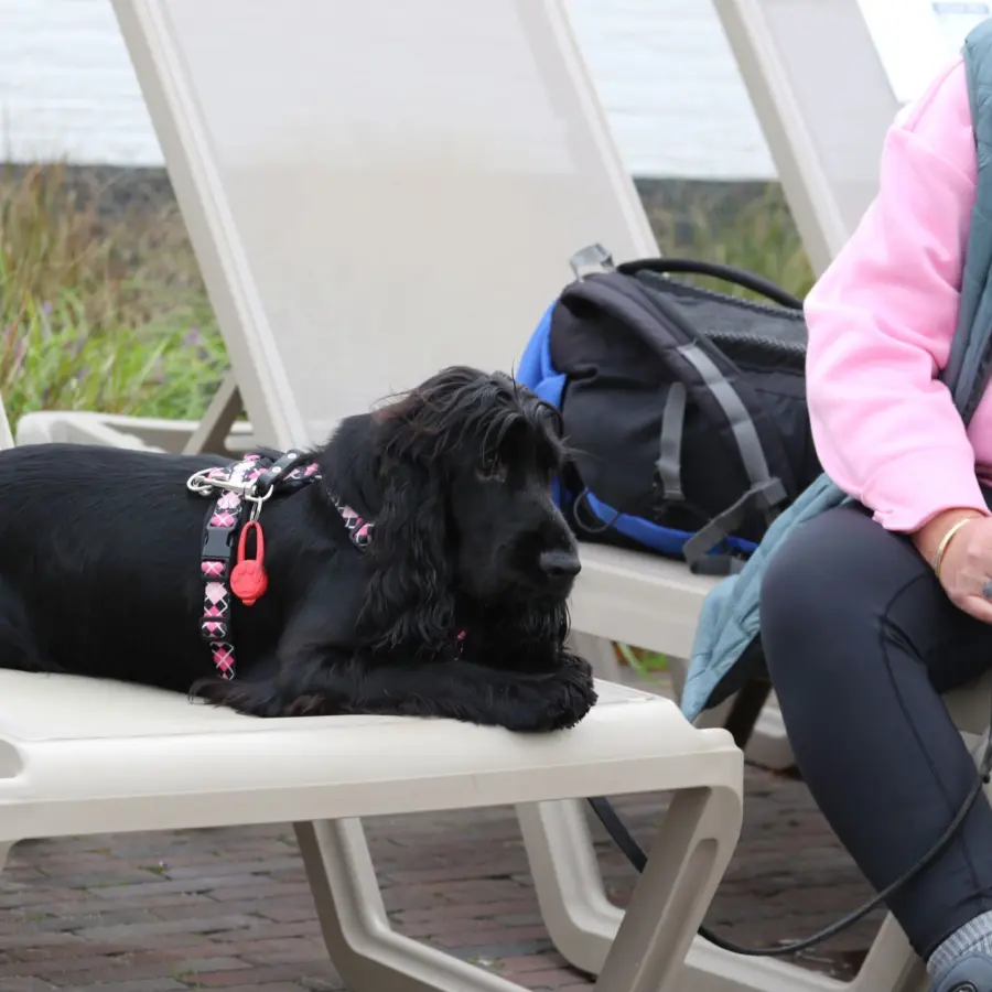 Hondencamping Nederland hondenplons 9