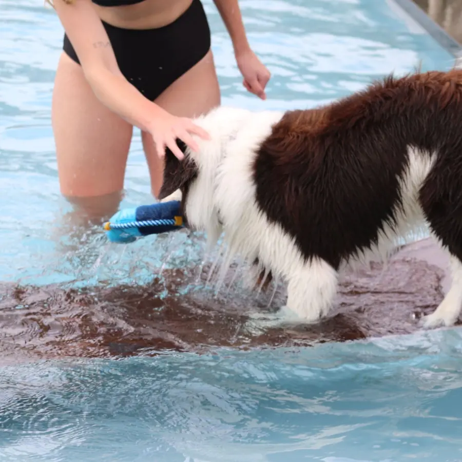 Hondencamping Nederland hondenplons 10