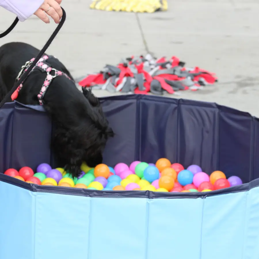 Hondencamping Nederland hondenplons 11