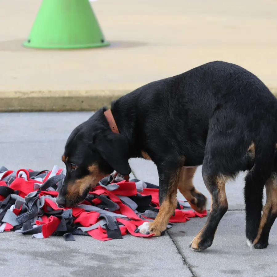 Hondencamping Nederland hondenplons 14