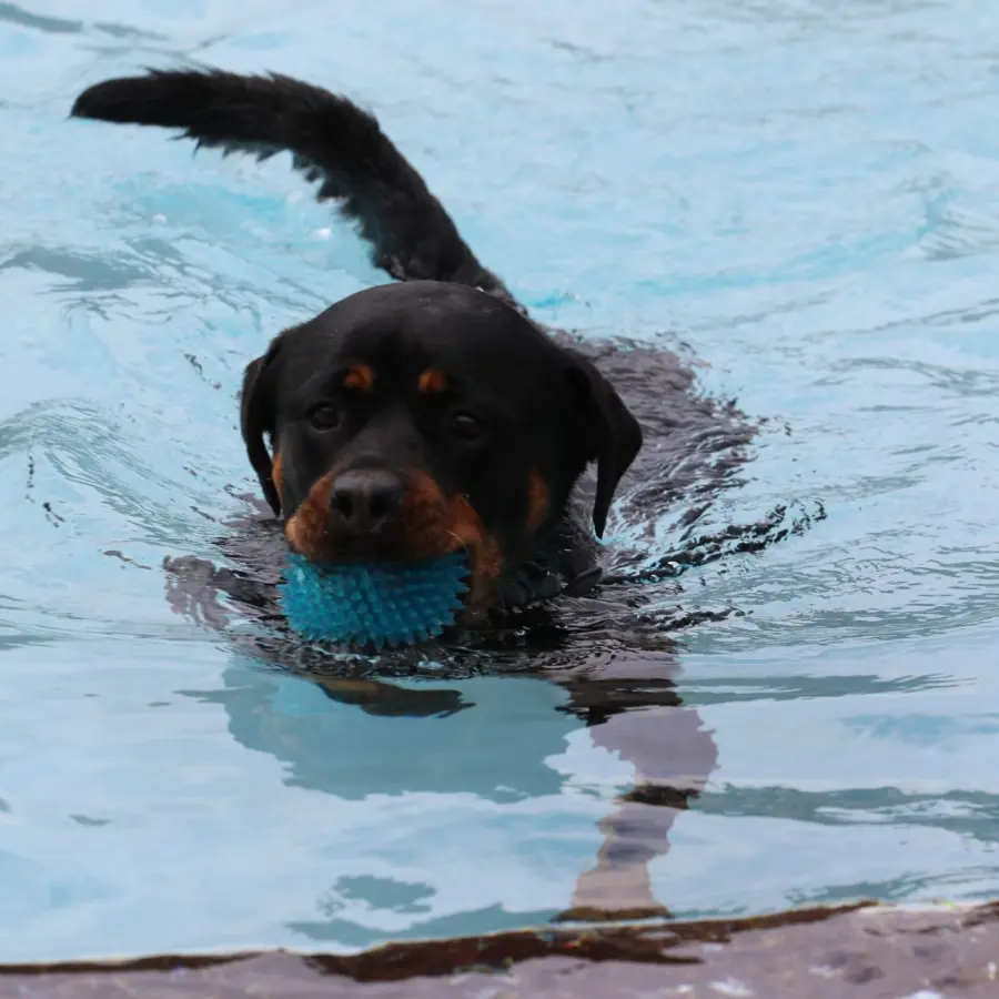 Hondencamping Nederland hondenplons 16
