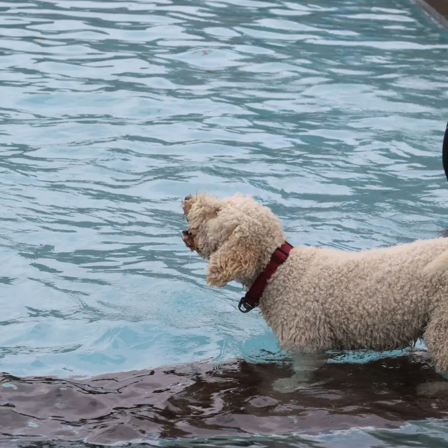 Hondencamping Nederland hondenplons 25