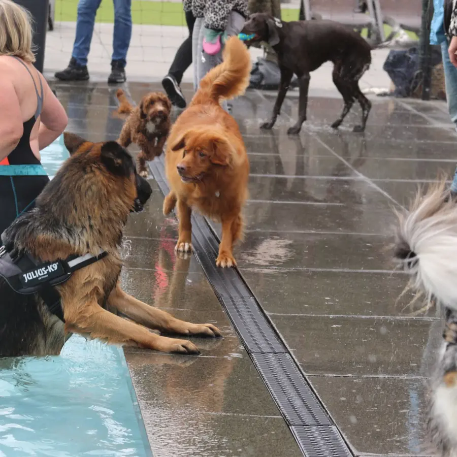 Hondencamping Nederland hondenplons 37