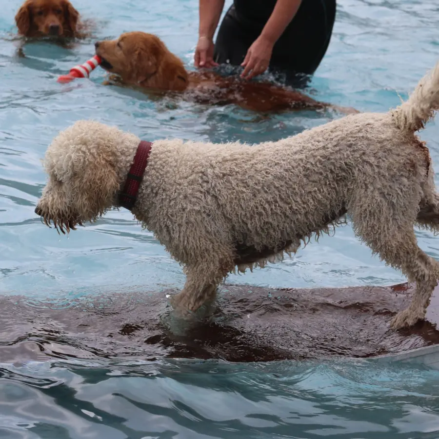 Hondencamping Nederland hondenplons 38