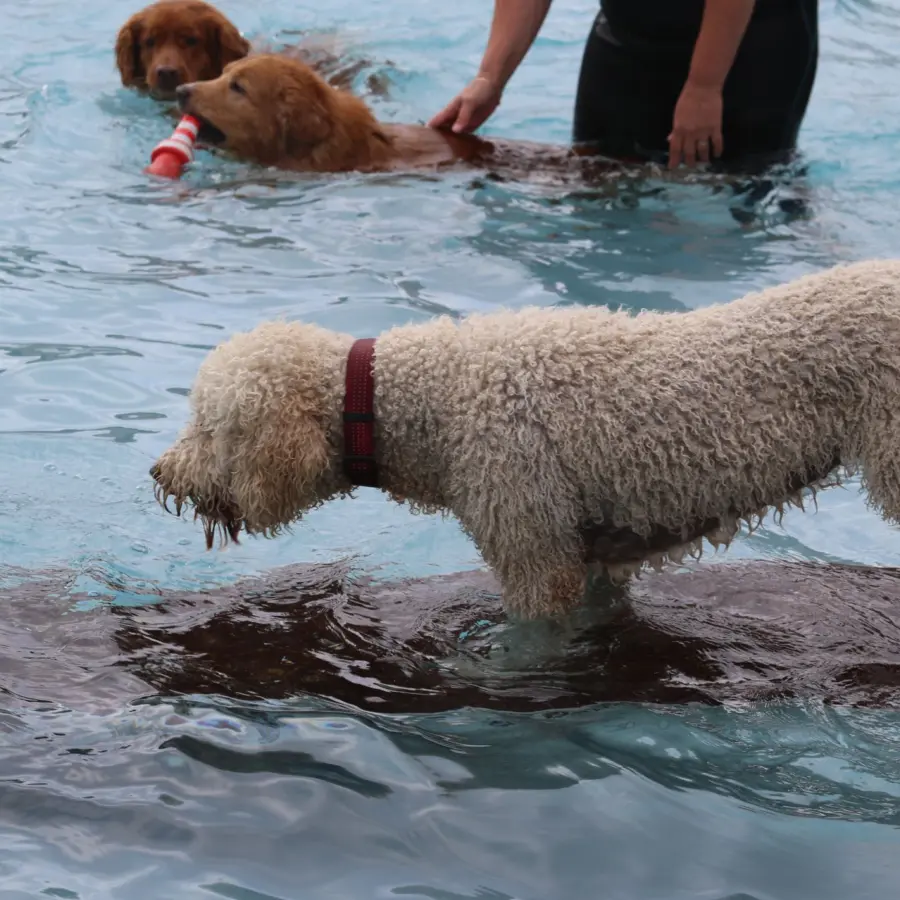 Hondencamping Nederland hondenplons 40