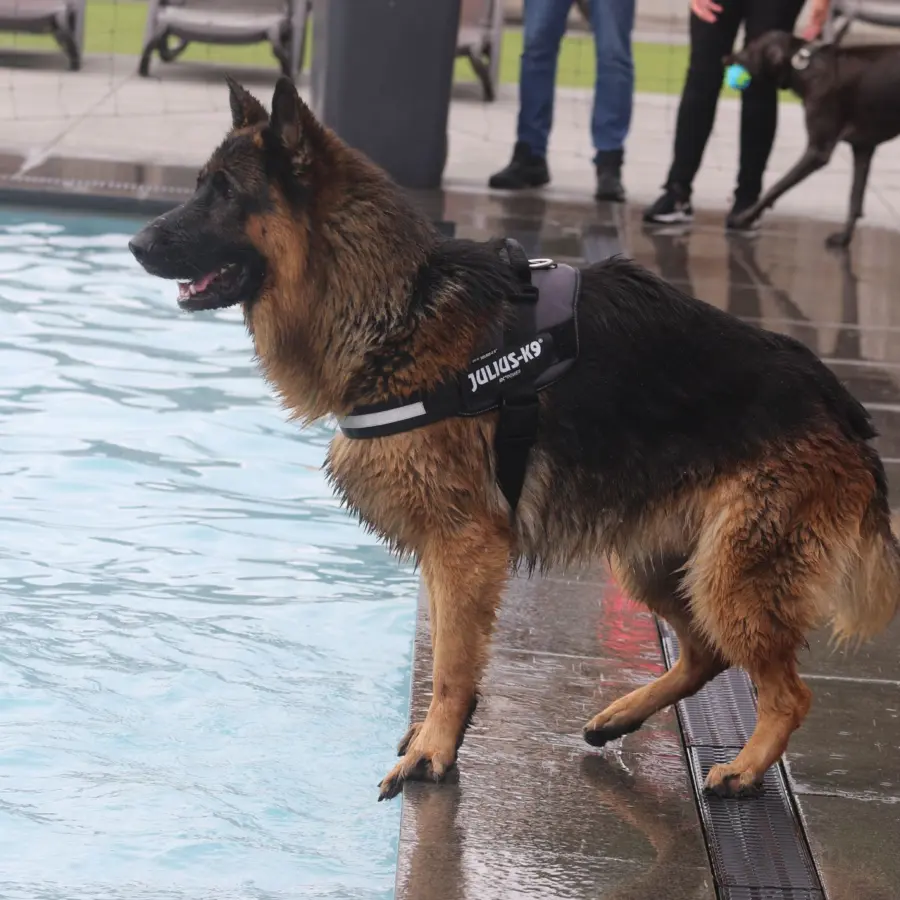 Hondencamping Nederland hondenplons 43