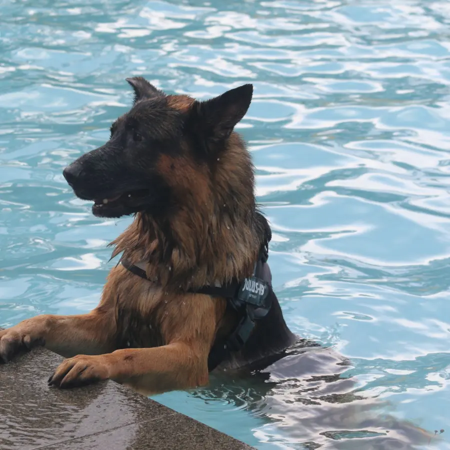 Hondencamping Nederland hondenplons 45