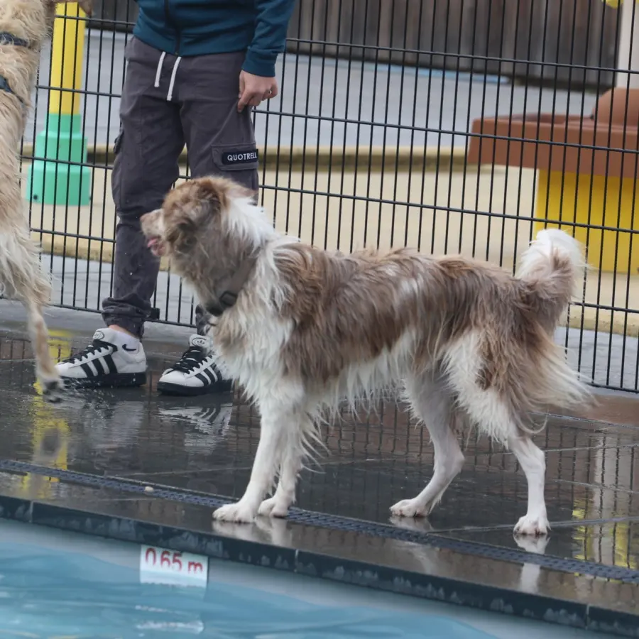 Hondencamping Nederland hondenplons 46