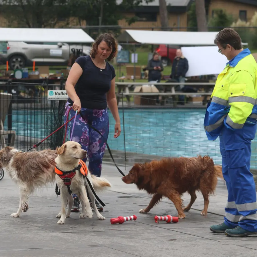Hondencamping Nederland hondenplons 59