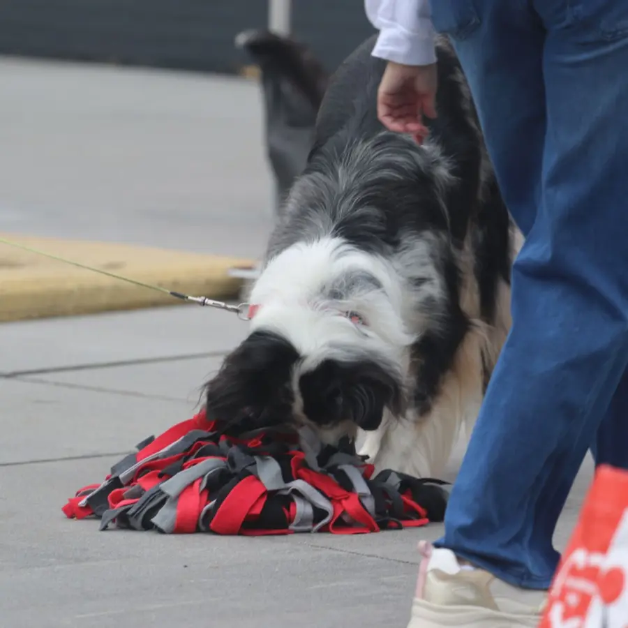 Hondencamping Nederland hondenplons 60
