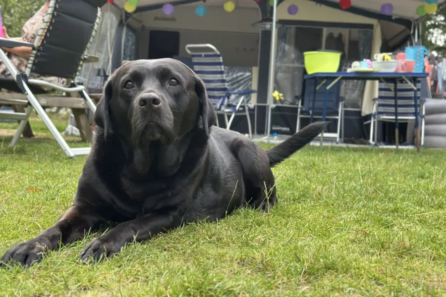 Camping Overijssel Ommerhout 14