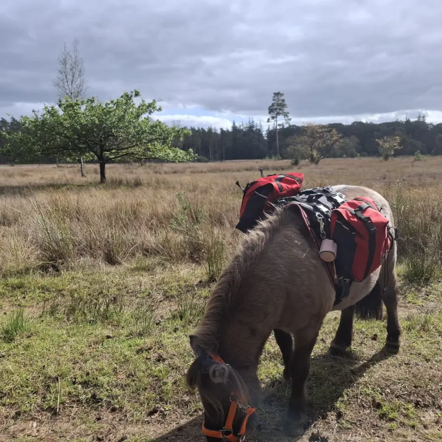Pony trektocht Ommen 3