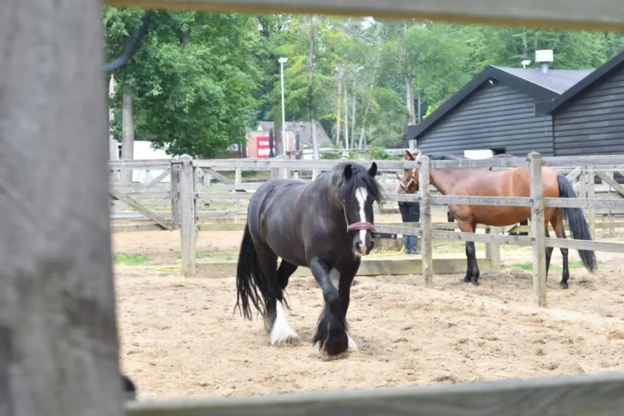 Camping met paardenstalling en paddocks 1024x683