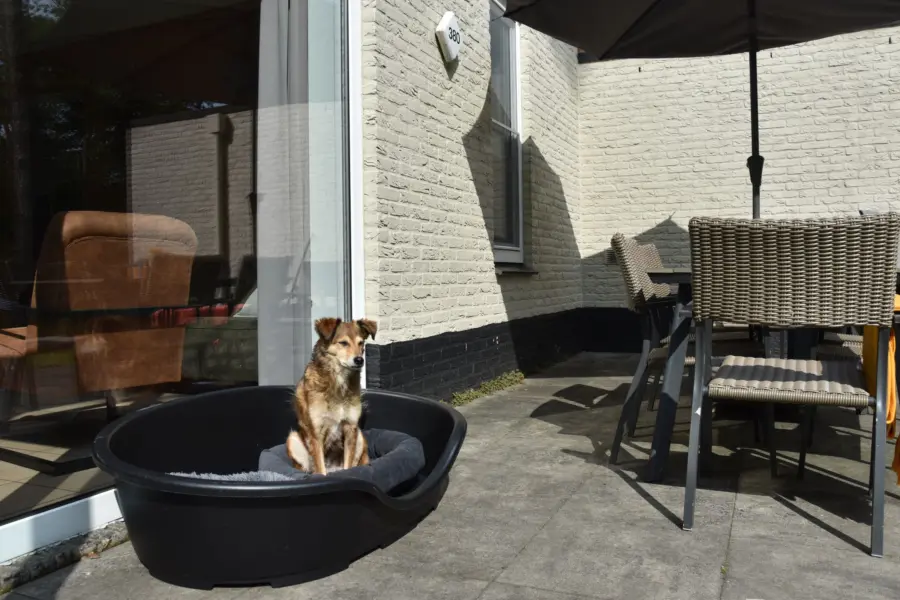 Vakantiepark Overijssel bungalow met hond 13