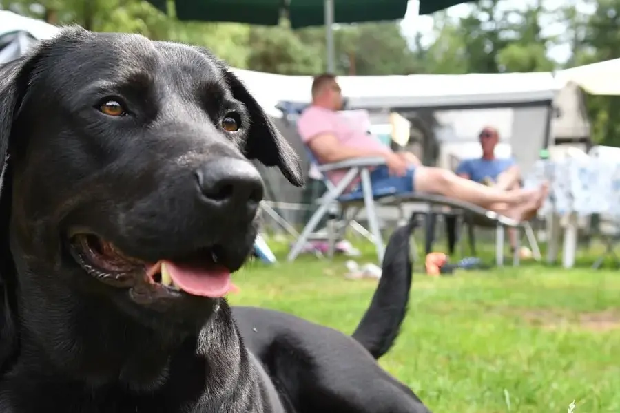 Hundeurlaub holland camping bei ommerland