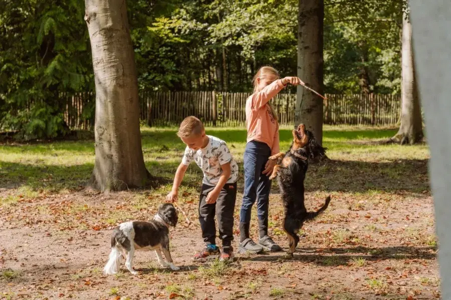 Hundeurlaub holland ommerland hundespielplatz